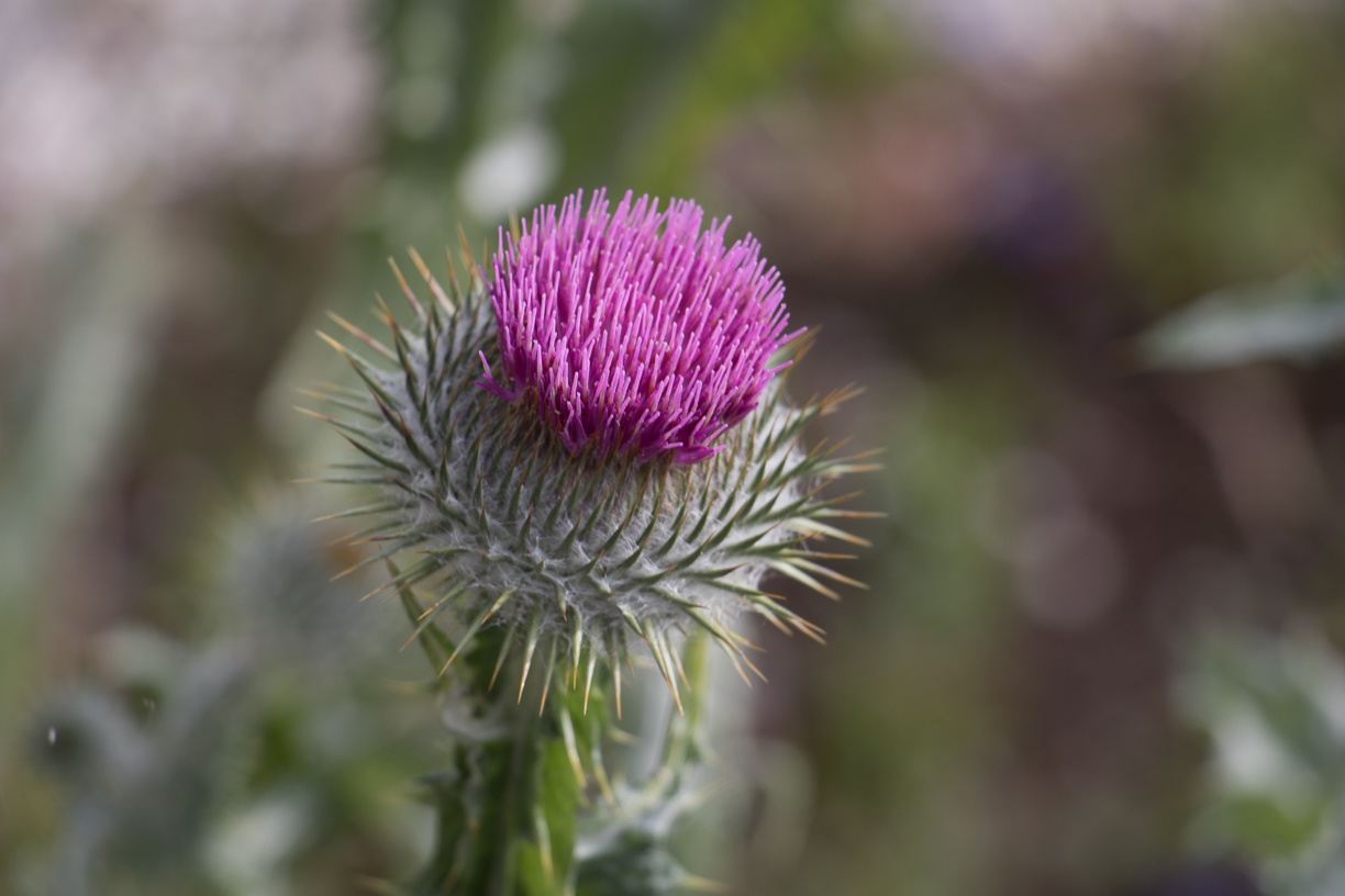 Trip planning tools for Scotland - The stunning Scottish thistle is the national flower and emblem of Scotland. Photo Credit: Wendy Nordvik-Carr © View more photos wendynordvikcarr.com