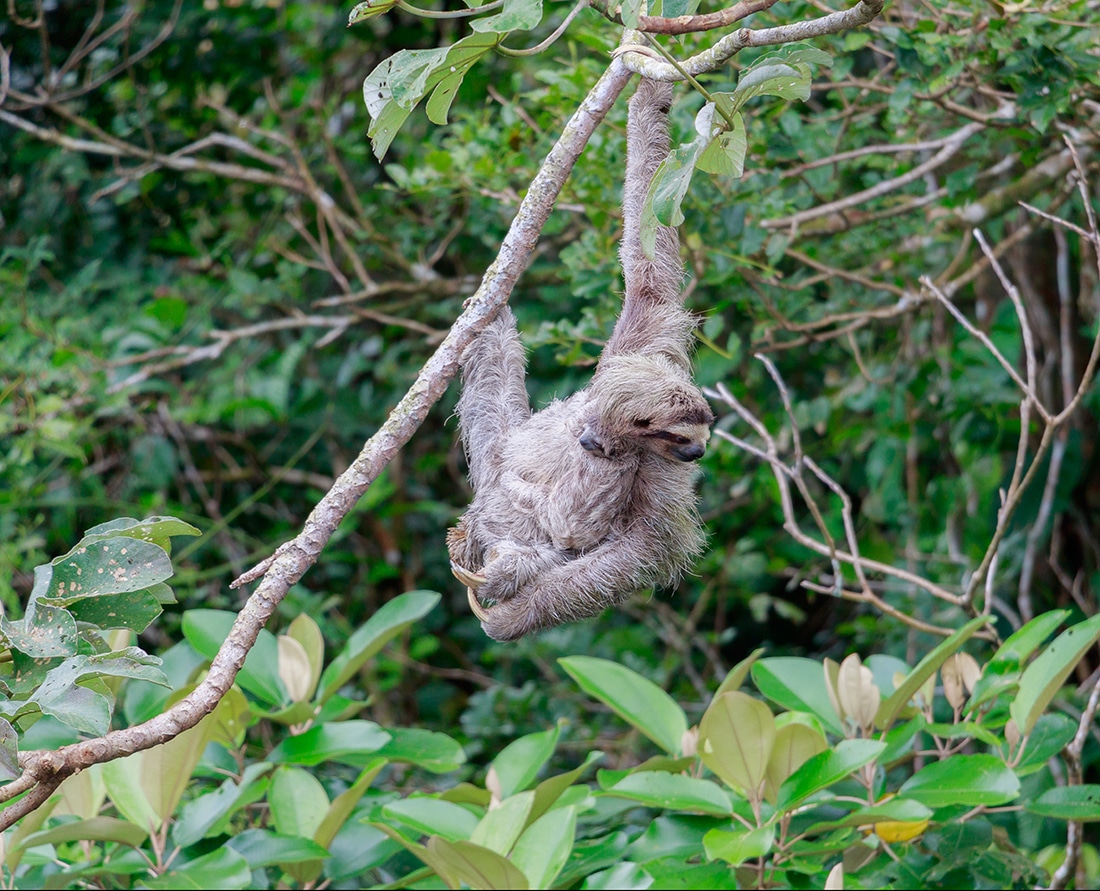 Home 6 Hanging from a tree branch a mother sloth carries her baby in the dense Panama jungle. Photo Credit: Wendy Nordvik-Carr