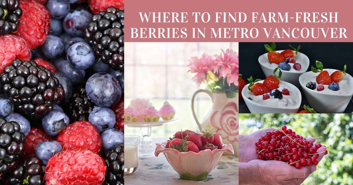 Berry Season Where to buy summer berries in Metro Vancouver
