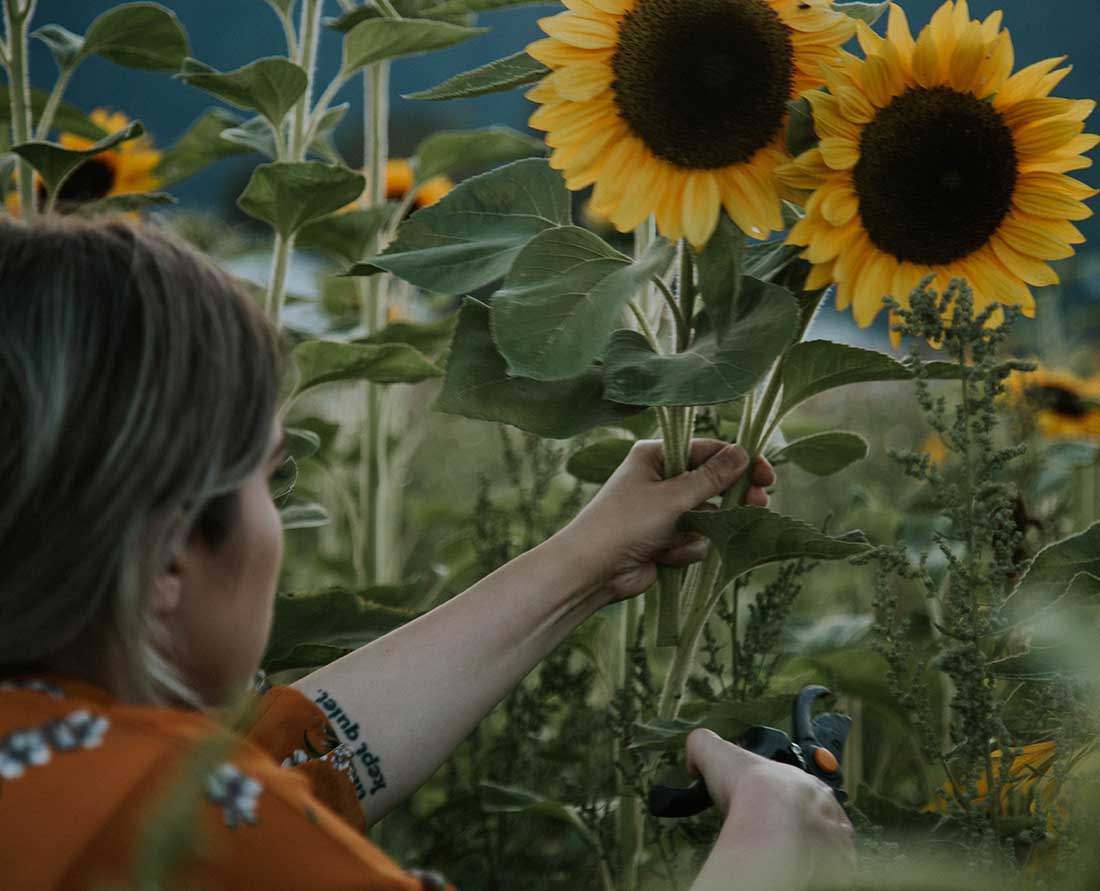 New Harrison Sunflower Festival in the Fraser Valley. Coutesy Photo