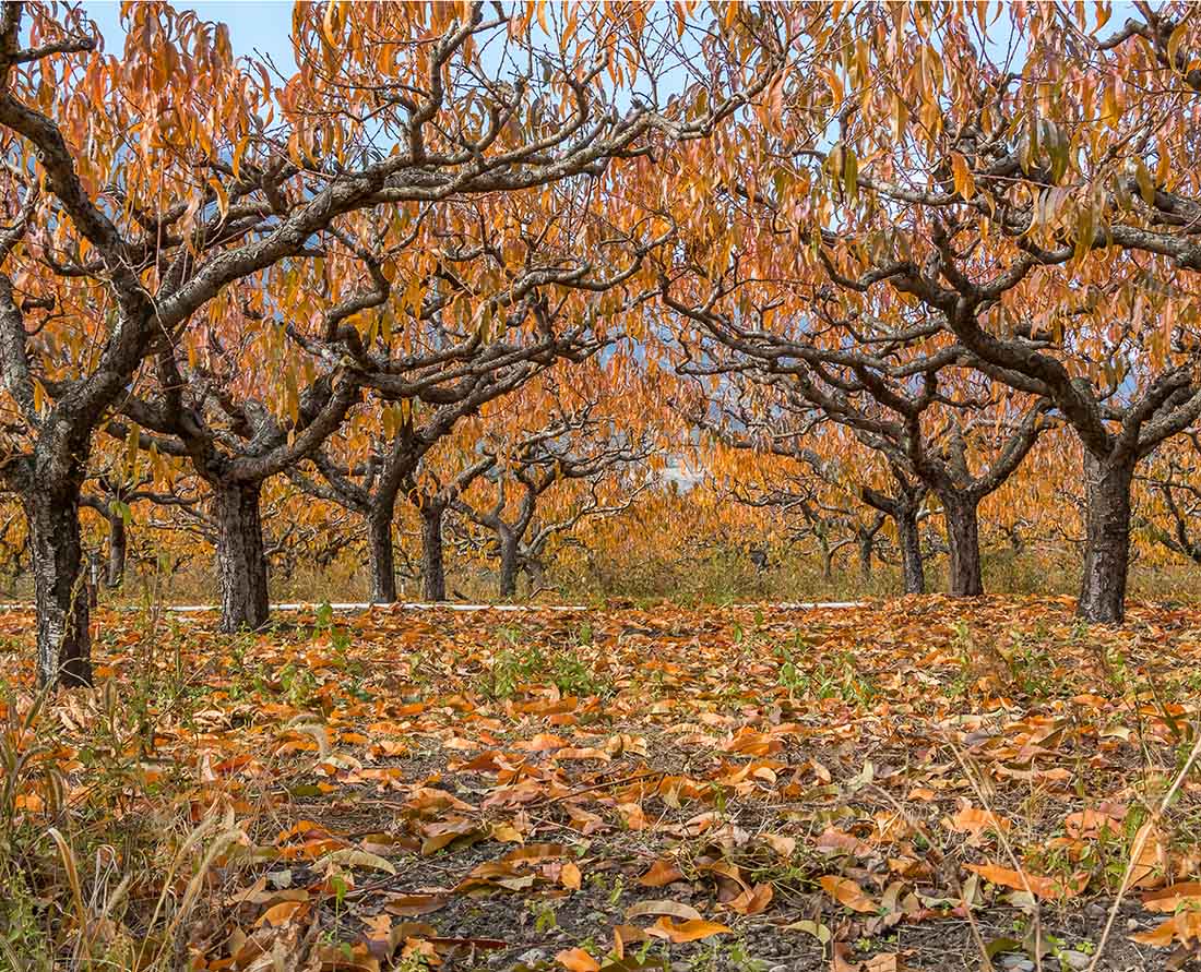 Stunning fall colours in the orchards along the Okanagan Valley. Photo: Wendy Nordvik-Carr©