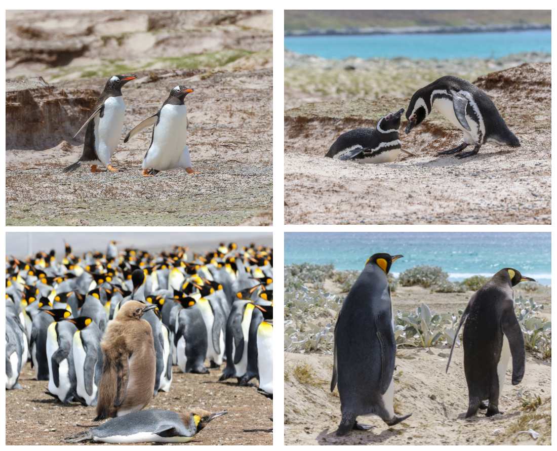 Best place to see penguins on the Falkland Islands