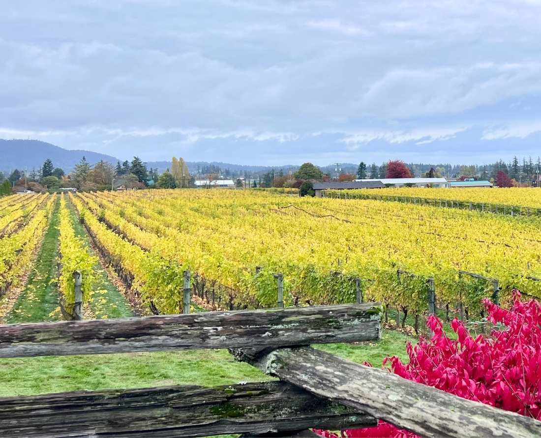 Breathtaking views of the Church and State Winery near Victoria during the fall. Photo: Wendy Nordvik-Carr©