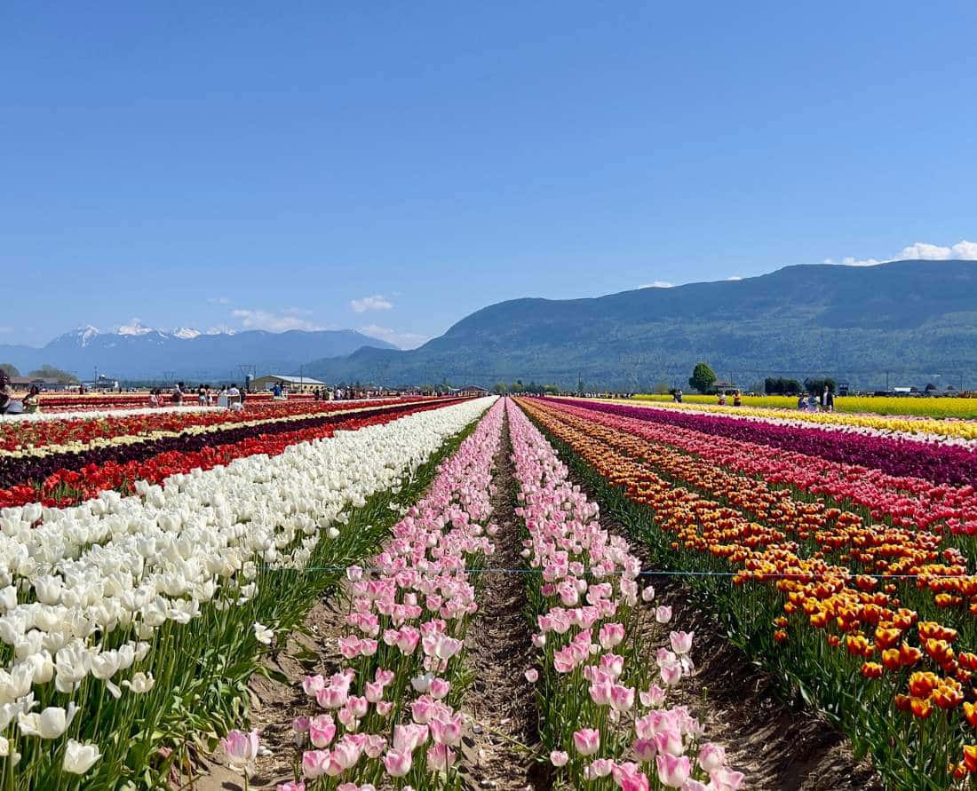 One of the best things to do in Abbotsford for a spring getaway is to visit Lakeland Flowers' Abbotsford Tulip Festival. Photo: Wendy Nordvik-Carr©