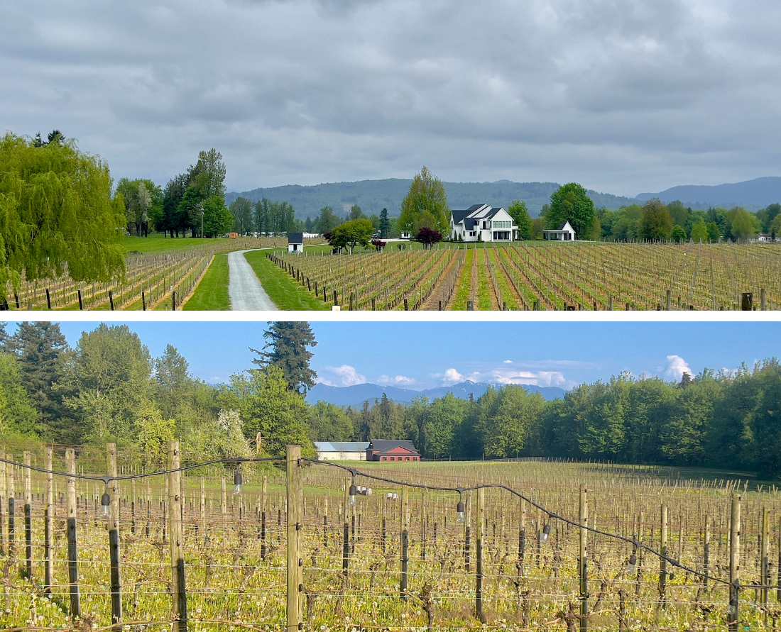 Explore two unique wine experiences just minutes apart in Abbotsford Singletree Winery and Cannon Estate Winery