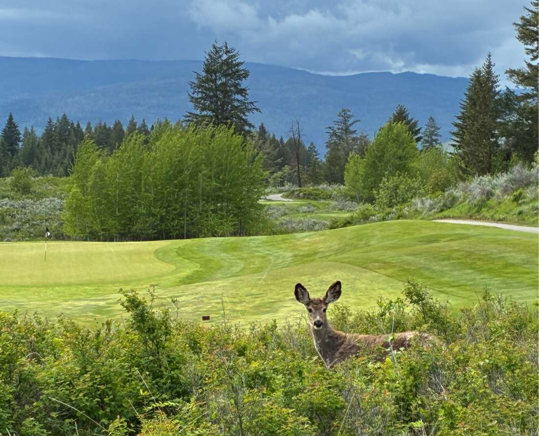 The Rise Golf Course in Vernon in the Okanagan Valley. Photo: Anita Draycott©